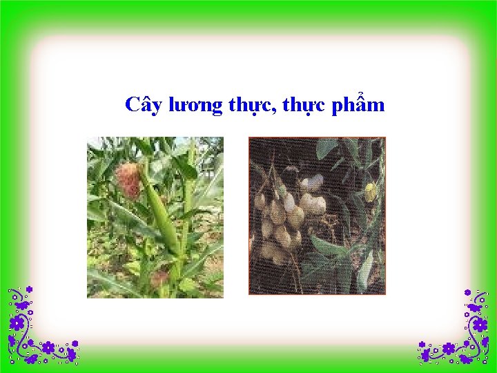 Cây lương thực, thực phẩm 