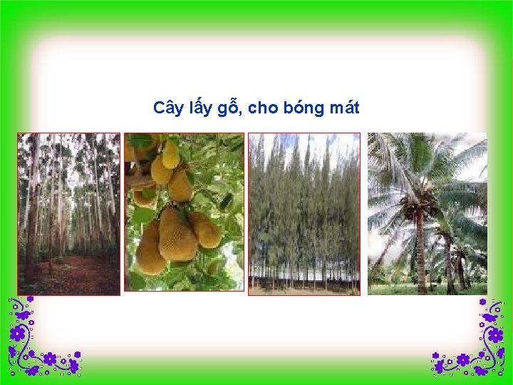 Cây lấy gỗ, cho bóng mát 