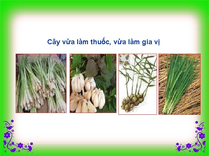 Cây vừa làm thuốc, vừa làm gia vị 