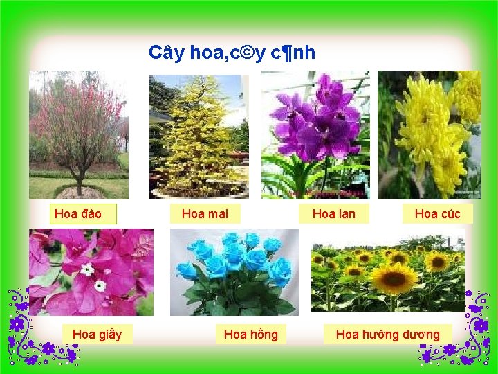 Cây hoa, c©y c¶nh Hoa đào Hoa giấy Hoa mai Hoa hồng Hoa lan