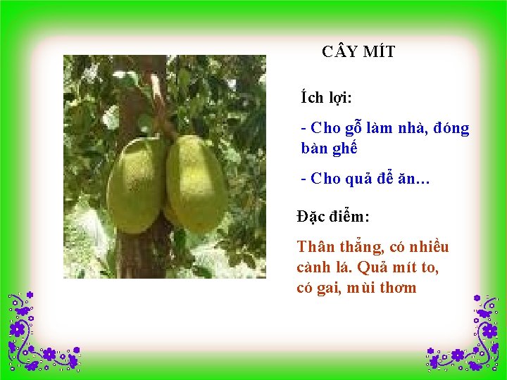 C Y MÍT Ích lợi: - Cho gỗ làm nhà, đóng bàn ghế -