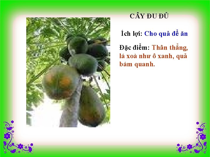 C Y ĐU ĐỦ Ích lợi: Cho quả để ăn Đặc điểm: Thân thẳng,