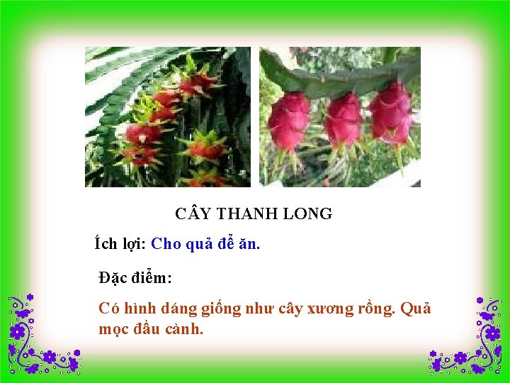 C Y THANH LONG Ích lợi: Cho quả để ăn. Đặc điểm: Có hình