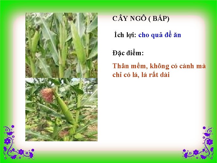 C Y NGÔ ( BẮP) Ích lợi: cho quả để ăn Đặc điểm: Thân