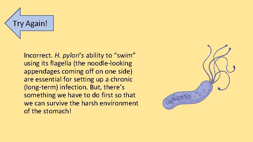 Try Again! Incorrect. H. pylori’s ability to “swim” using its flagella (the noodle-looking appendages