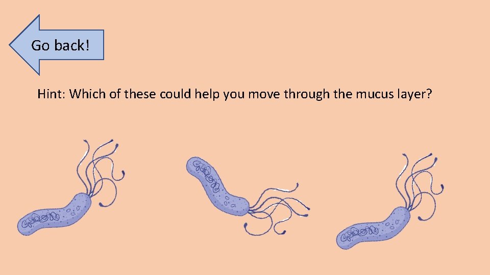 Go back! Hint: Which of these could help you move through the mucus layer?