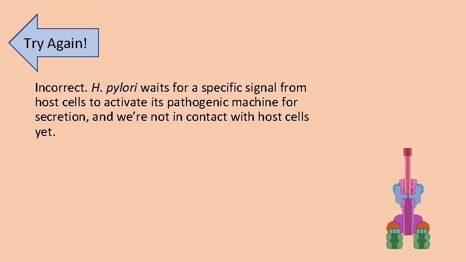 Try Again! Incorrect. H. pylori waits for a specific signal from host cells to