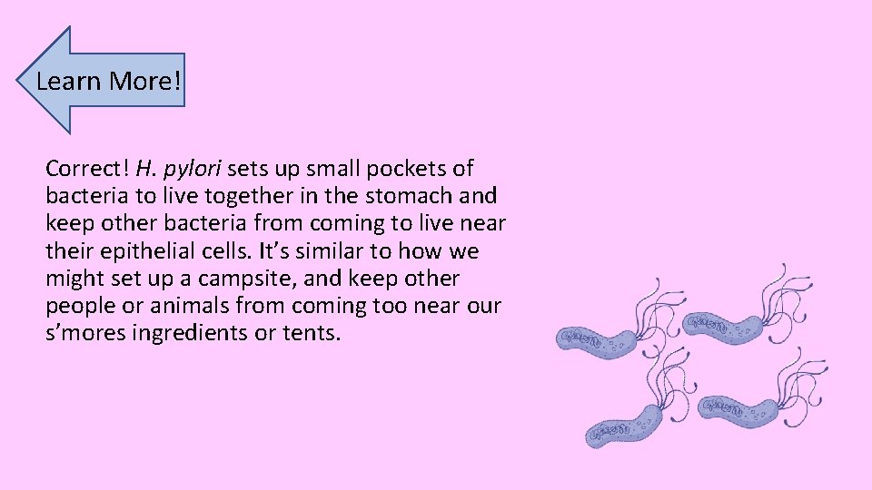 Learn More! Correct! H. pylori sets up small pockets of bacteria to live together