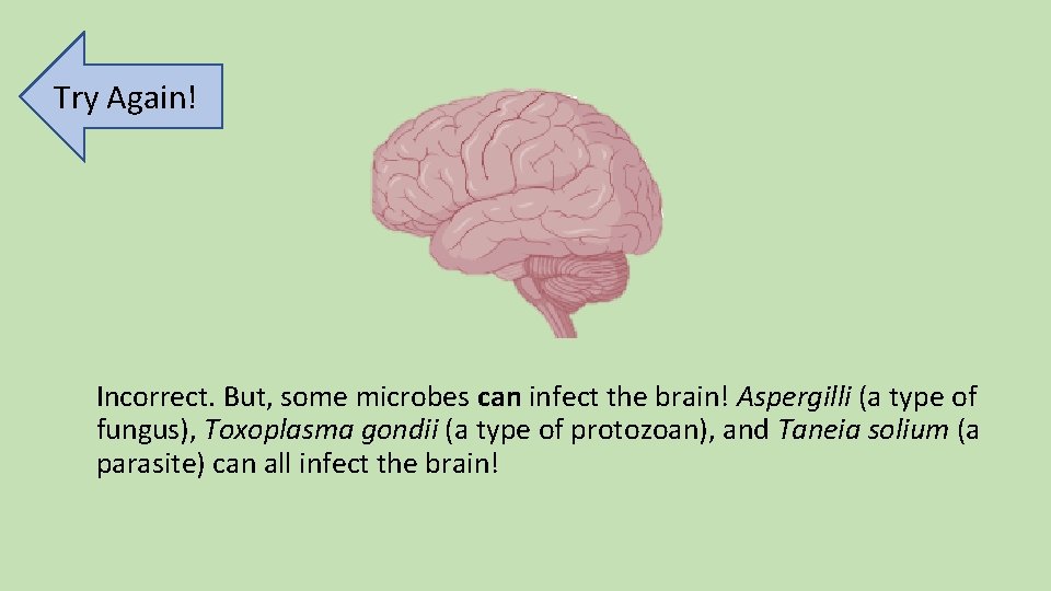 Try Again! Incorrect. But, some microbes can infect the brain! Aspergilli (a type of