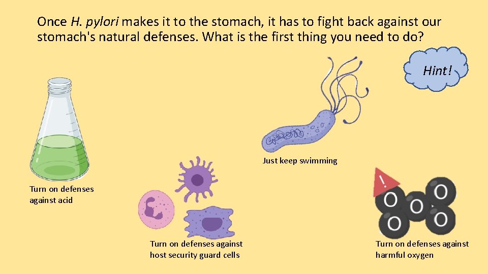 Once H. pylori makes it to the stomach, it has to fight back against