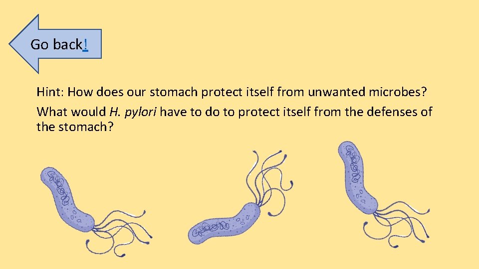 Go back! Hint: How does our stomach protect itself from unwanted microbes? What would