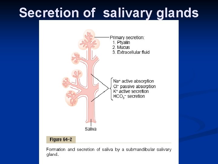 Secretion of salivary glands 