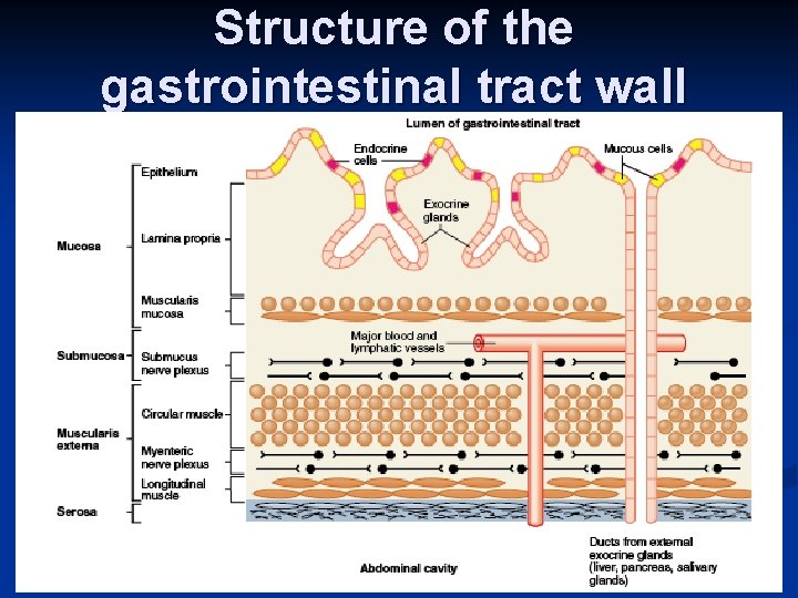 Structure of the gastrointestinal tract wall 