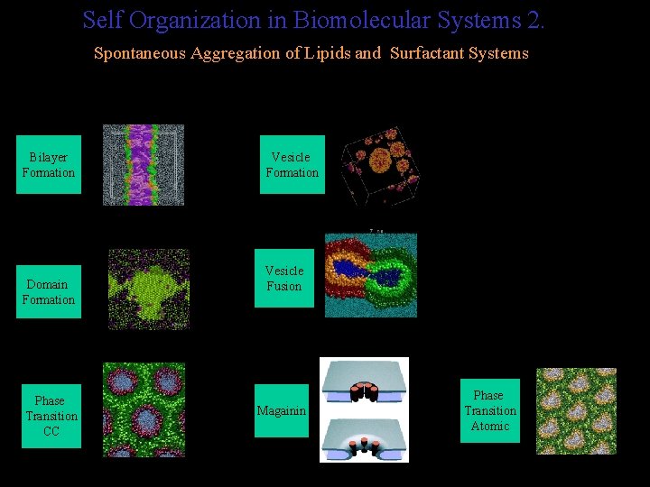 Simulations of the folding and aggregation of peptides