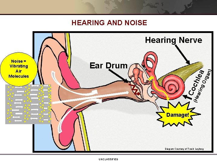 HEARING AND NOISE Hearing Nerve Co c ari hle ng a Or ga n)