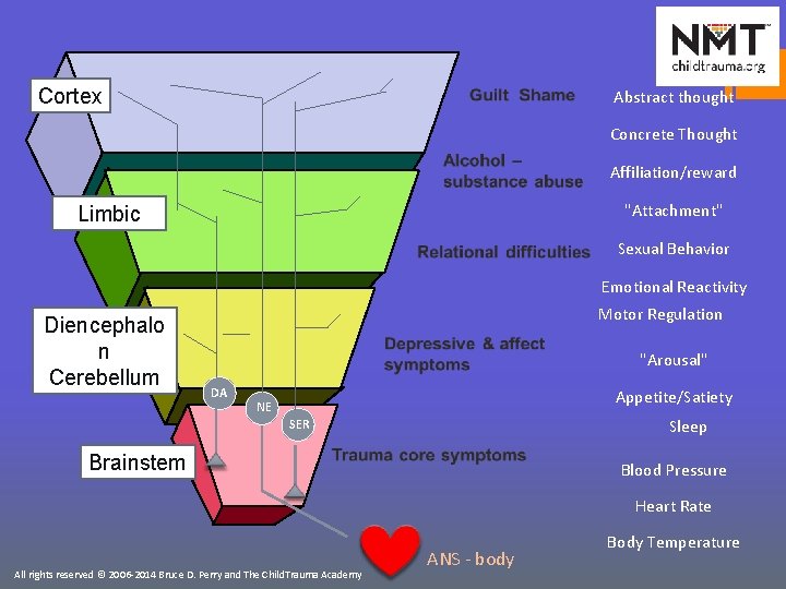 Cortex Abstract thought Concrete Thought Affiliation/reward "Attachment" Limbic Sexual Behavior Emotional Reactivity Diencephalo n