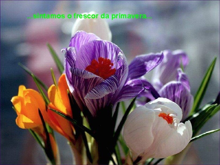 . . . sintamos o frescor da primavera. . . 