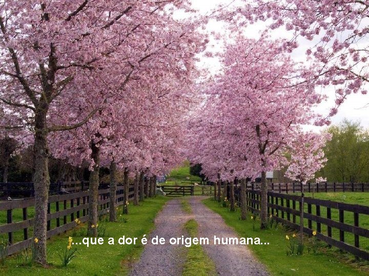 . . . que a dor é de origem humana. . . 