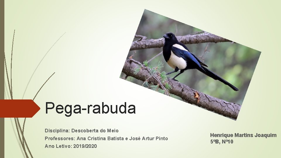 Pega-rabuda Disciplina: Descoberta do Meio Professores: Ana Cristina Batista e José Artur Pinto Ano