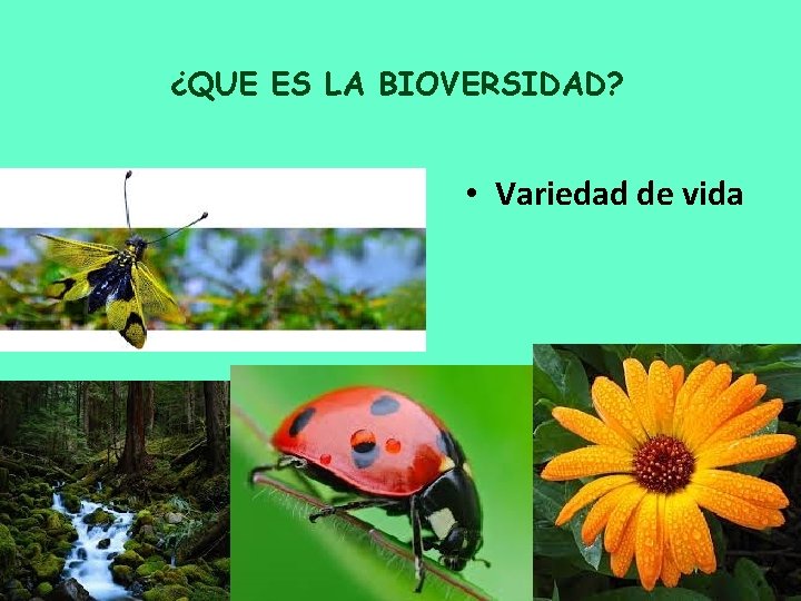 ¿QUE ES LA BIOVERSIDAD? • Variedad de vida 