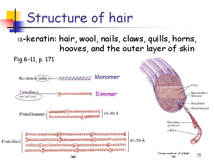 Structure of hair a-keratin: hair, wool, nails, claws, quills, horns, hooves, and the outer