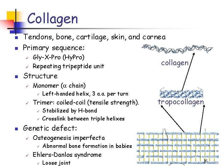 Collagen n n Tendons, bone, cartilage, skin, and cornea Primary sequence: ü ü n