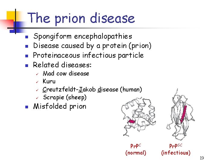 The prion disease n n Spongiform encephalopathies Disease caused by a protein (prion) Proteinaceous