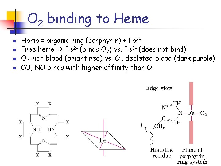 O 2 binding to Heme n n Heme = organic ring (porphyrin) + Fe