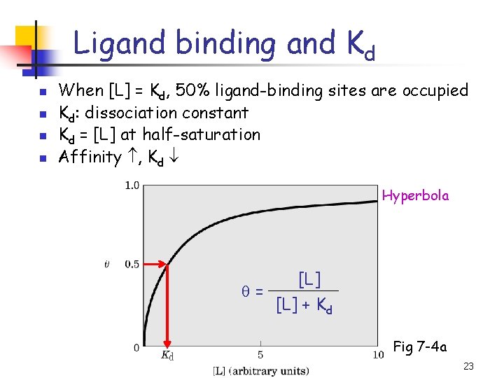 Ligand binding and Kd n n When [L] = Kd, 50% ligand-binding sites are