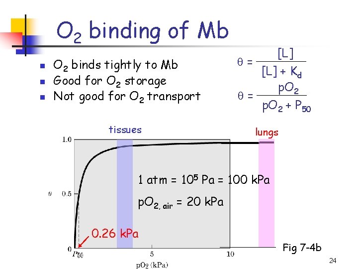 O 2 binding of Mb n n n O 2 binds tightly to Mb