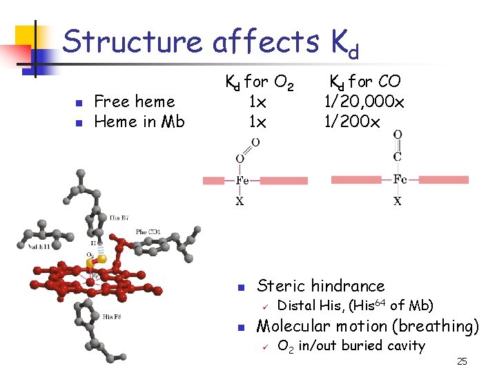 Structure affects Kd n n Free heme Heme in Mb Kd for O 2