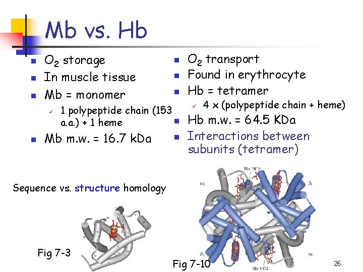 Mb vs. Hb n n n O 2 storage In muscle tissue Mb =