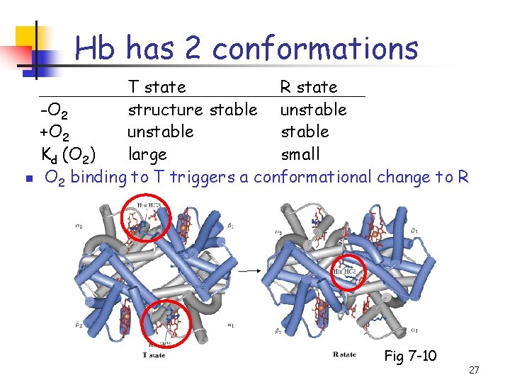 Hb has 2 conformations n T state R state -O 2 structure stable unstable