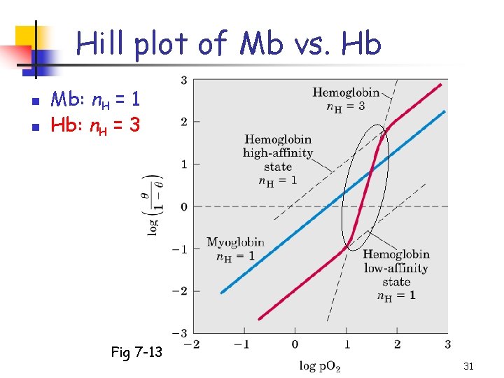 Hill plot of Mb vs. Hb n n Mb: n. H = 1 Hb: