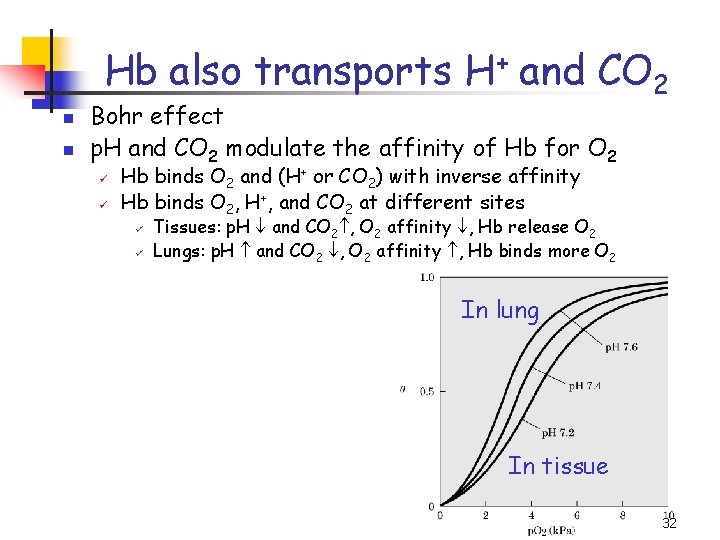 Hb also transports H+ and CO 2 n n Bohr effect p. H and