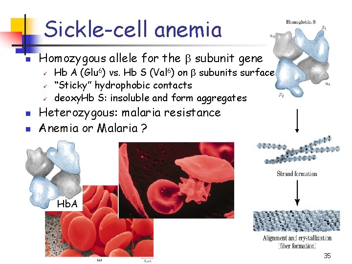 Sickle-cell anemia n Homozygous allele for the b subunit gene ü ü ü n