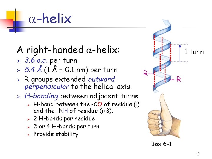 a-helix A right-handed a-helix: Ø Ø 3. 6 a. a. per turn 5. 4