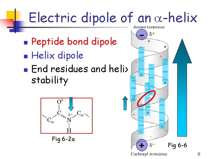 Electric dipole of an a-helix n n n Peptide bond dipole Helix dipole End