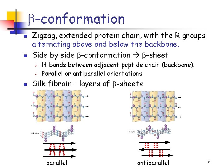 b-conformation n n Zigzag, extended protein chain, with the R groups alternating above and