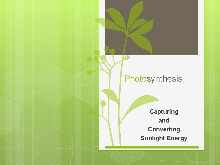 Photosynthesis Capturing and Converting Sunlight Energy 