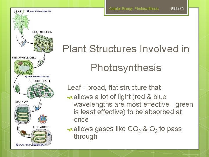 Cellular Energy: Photosynthesis Slide #9 Plant Structures Involved in Photosynthesis Leaf - broad, flat