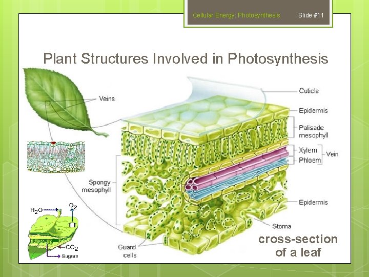Cellular Energy: Photosynthesis Slide #11 Plant Structures Involved in Photosynthesis cross-section of a leaf