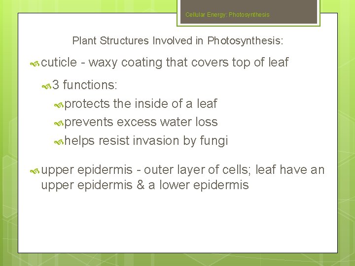 Cellular Energy: Photosynthesis Plant Structures Involved in Photosynthesis: cuticle - waxy coating that covers