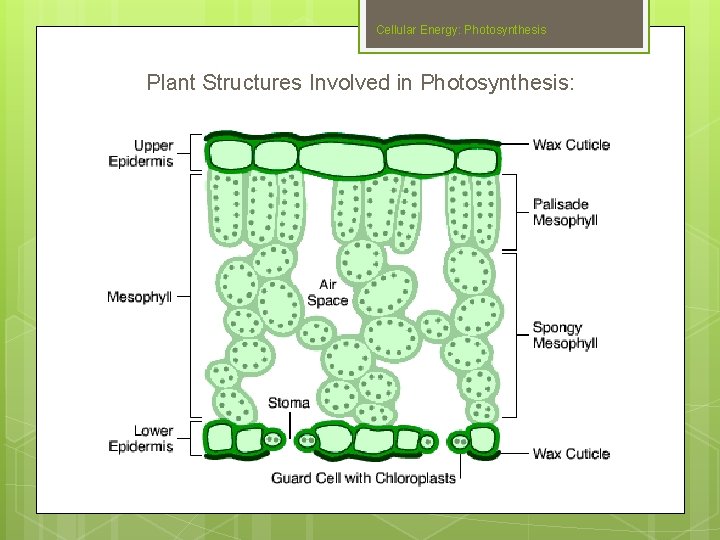 Cellular Energy: Photosynthesis Plant Structures Involved in Photosynthesis: Slide #13 