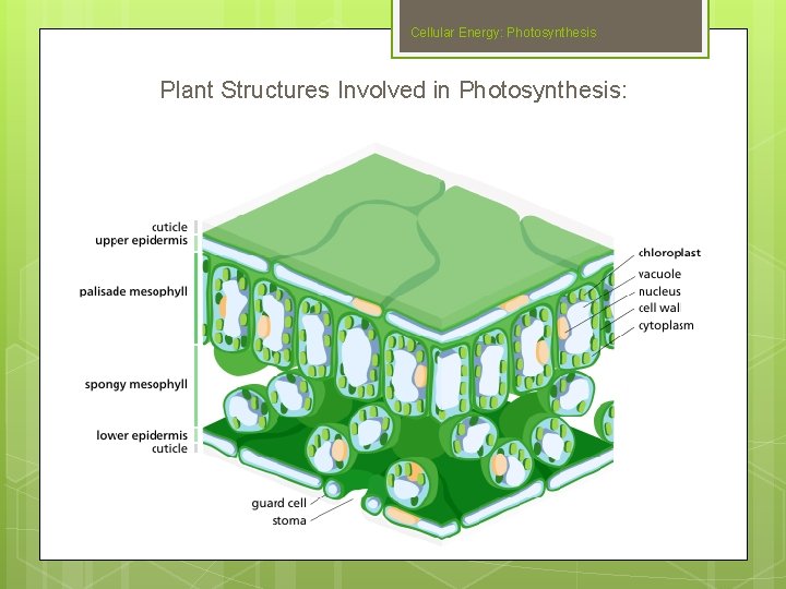 Cellular Energy: Photosynthesis Plant Structures Involved in Photosynthesis: Slide #14 