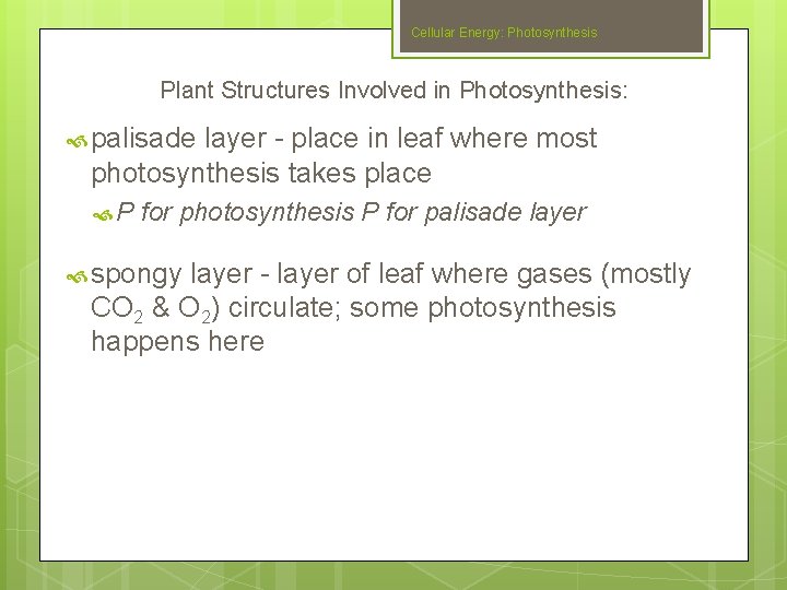 Cellular Energy: Photosynthesis Plant Structures Involved in Photosynthesis: palisade layer - place in leaf