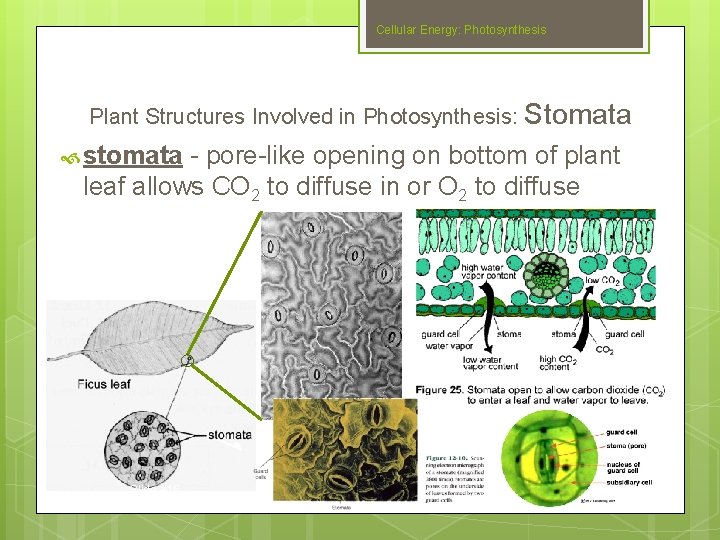 Cellular Energy: Photosynthesis Plant Structures Involved in Photosynthesis: Stomata stomata - pore-like opening on