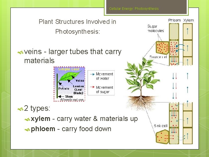 Cellular Energy: Photosynthesis Plant Structures Involved in Photosynthesis: veins - larger tubes that carry
