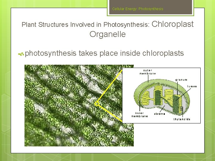 Cellular Energy: Photosynthesis Plant Structures Involved in Photosynthesis: Chloroplast Organelle photosynthesis Slide #20 takes