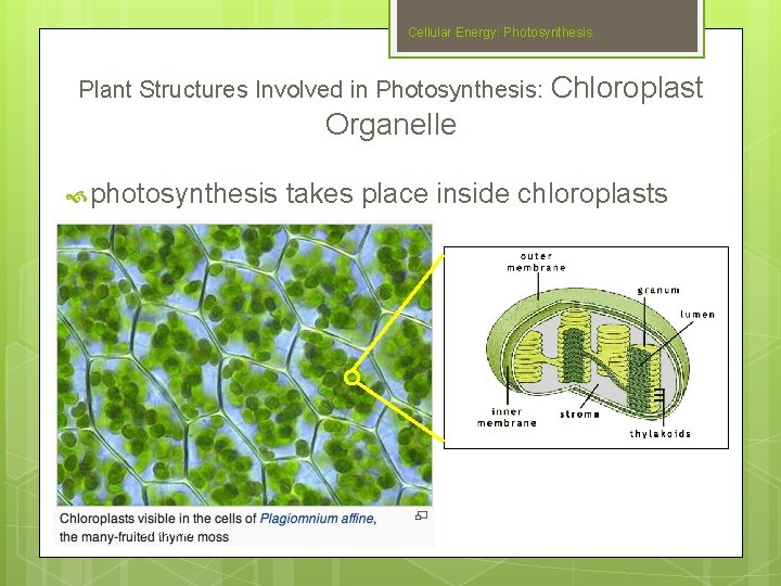 Cellular Energy: Photosynthesis Plant Structures Involved in Photosynthesis: Chloroplast Organelle photosynthesis Slide #21 takes